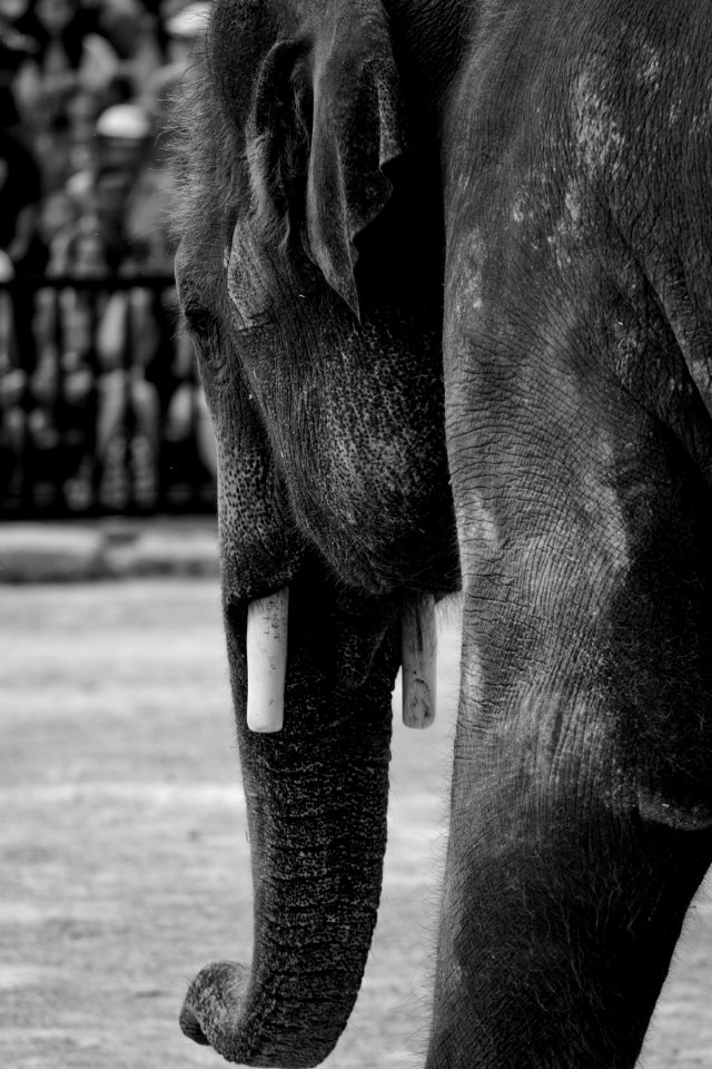 Elephant