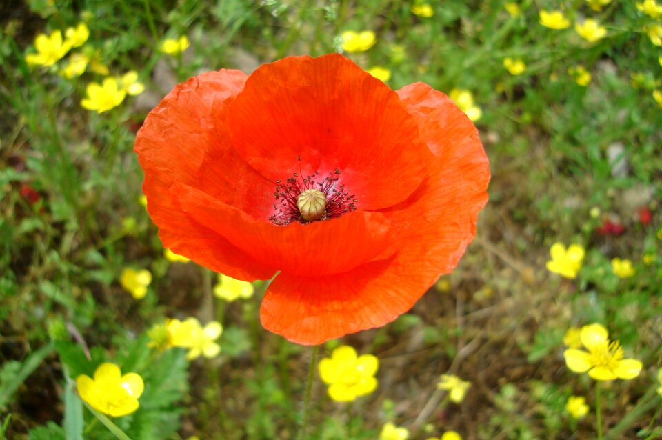 Red nature flower