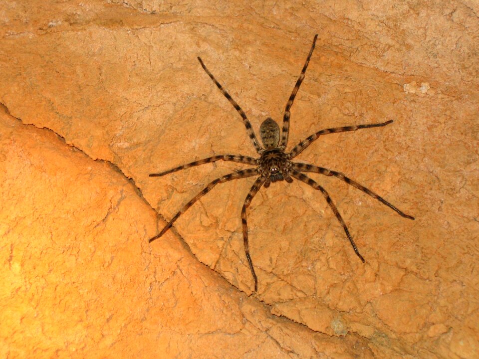 Huntsman arachnid australia
