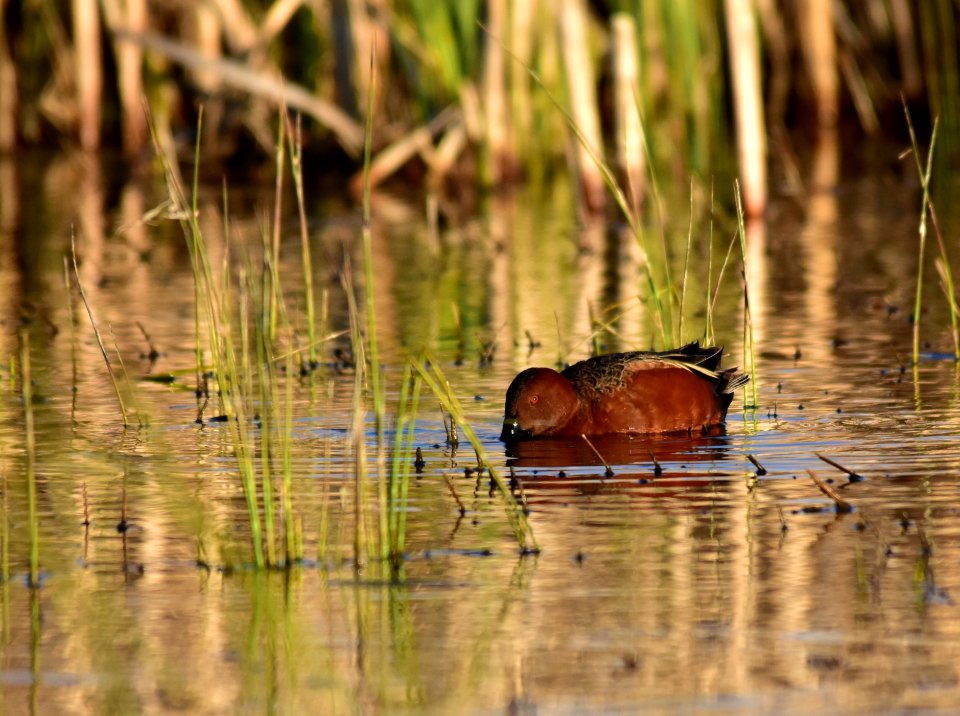 Cinnamon teal at Seedskadee National Wildlife Refuge