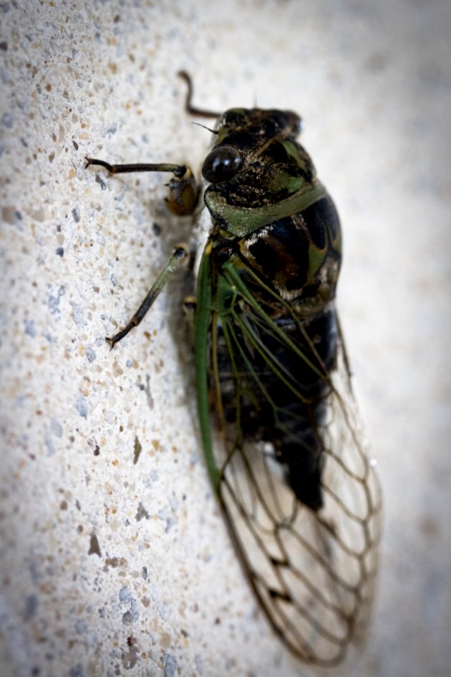 Tibicen cicada