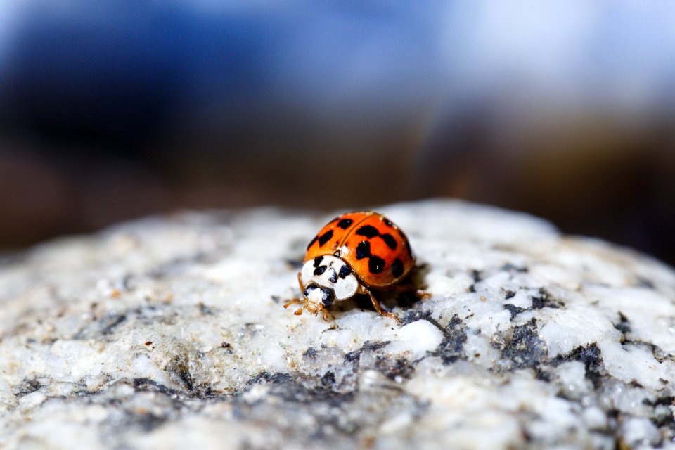 Ladybug in Big Sur River
