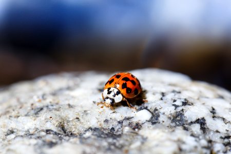 Ladybug in Big Sur River