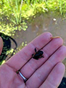 Boreal Toadlet