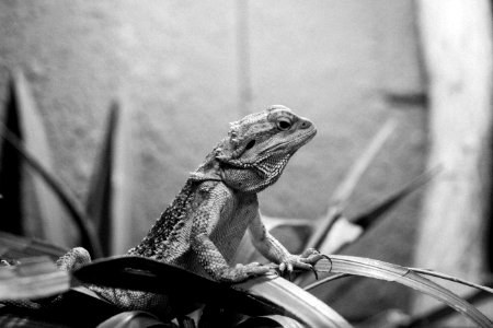 中部鬍鬚蜥 Bearded Dragon