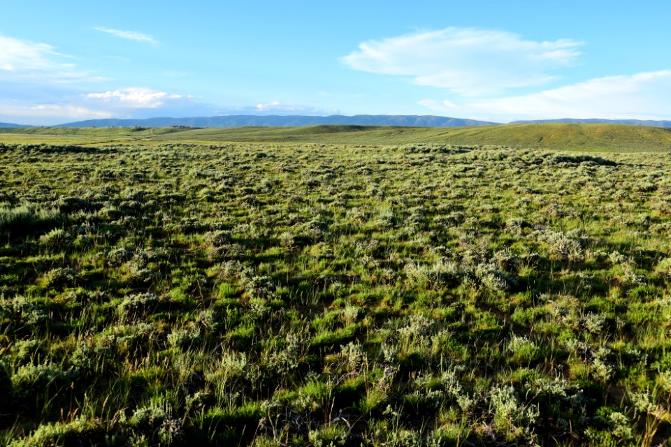 Sage steppe at Arapaho National Wildlie Refuge