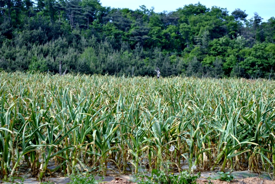 Anmyeondo Farm Area