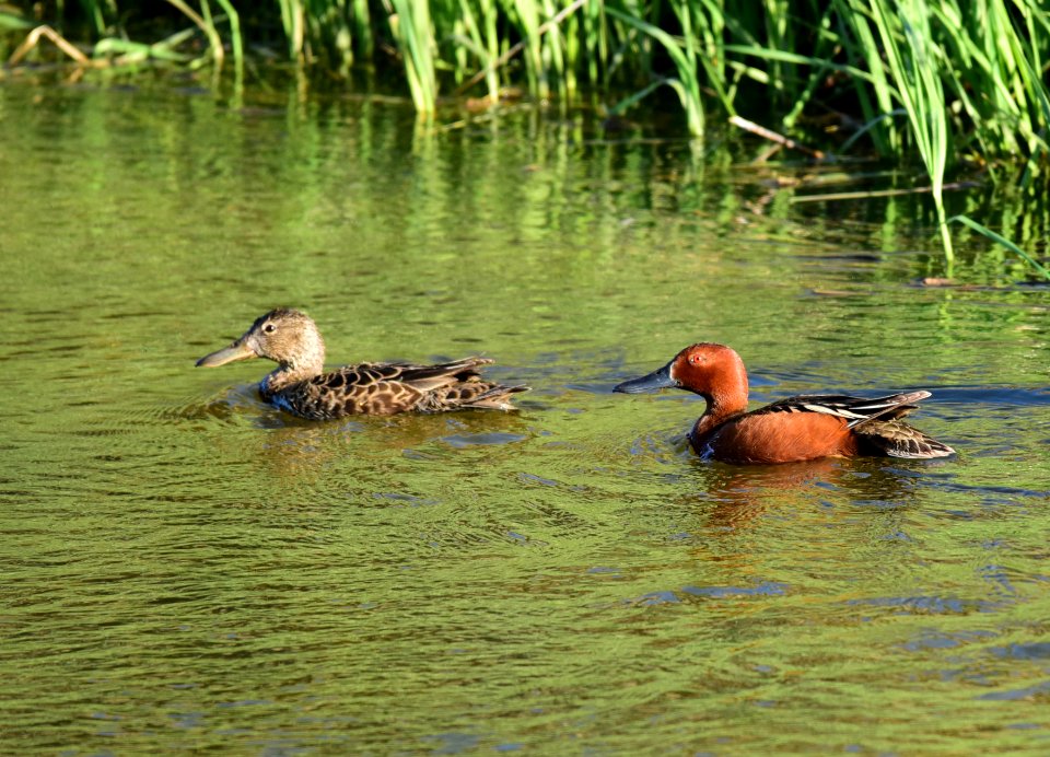 Cinnamon teal at Seedskadee National Wildlife Refuge