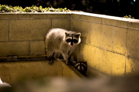Raccoons