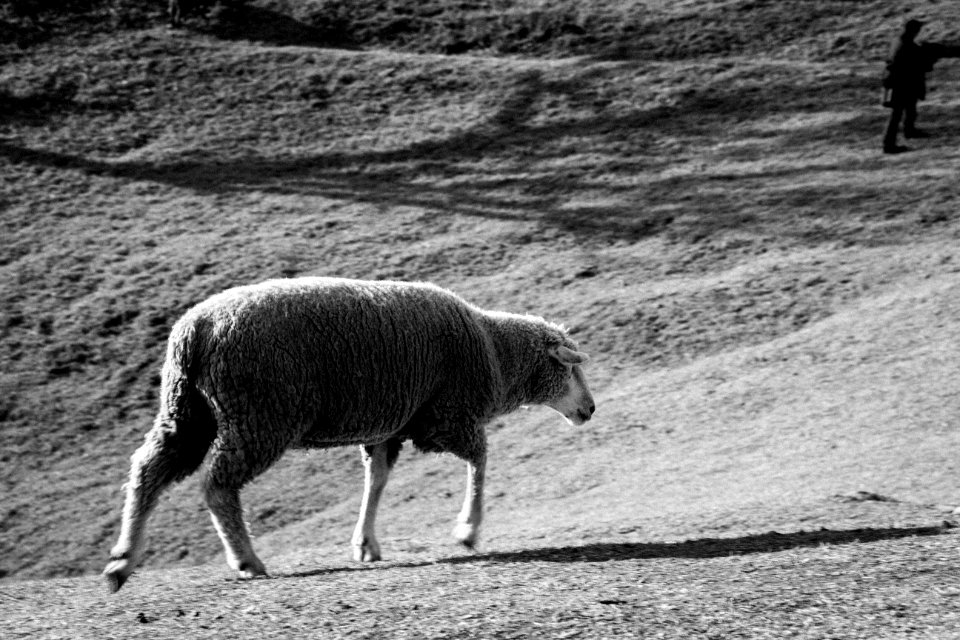Sheep at Cingjing Farm 清境農場