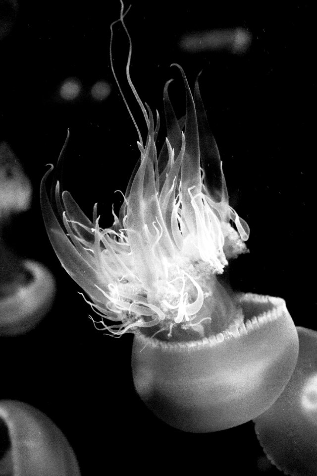 Jellyfish