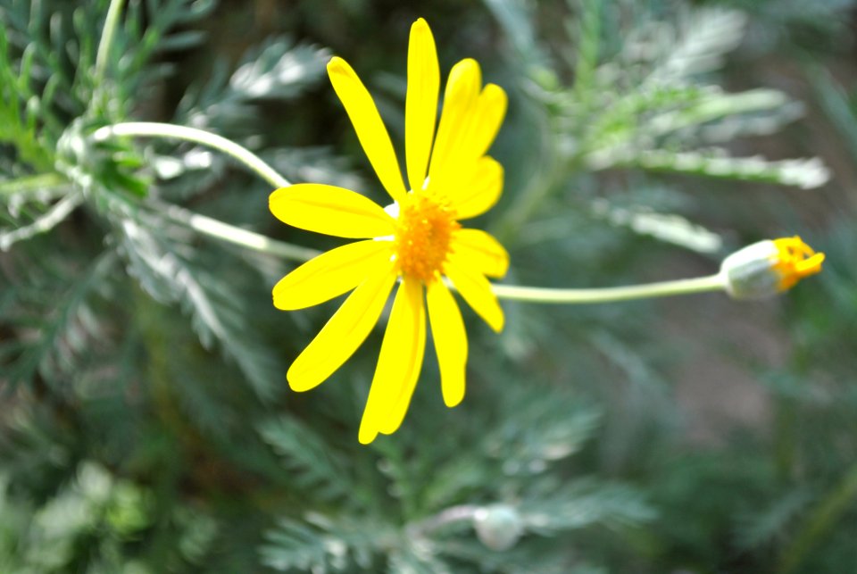 Asan Botanical Garden