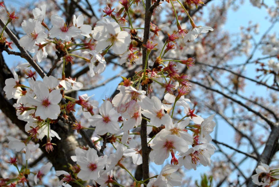 Spring in Korea