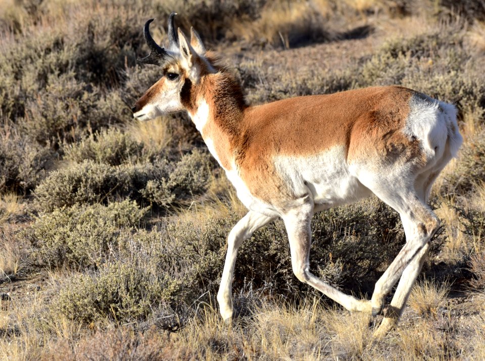 Pronghorn at Seedskadee National Wildlife Refuge