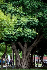NTU Tree 1-1