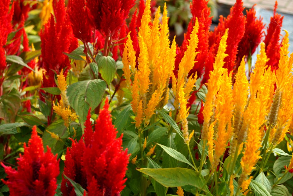 Asan Botanical Garden