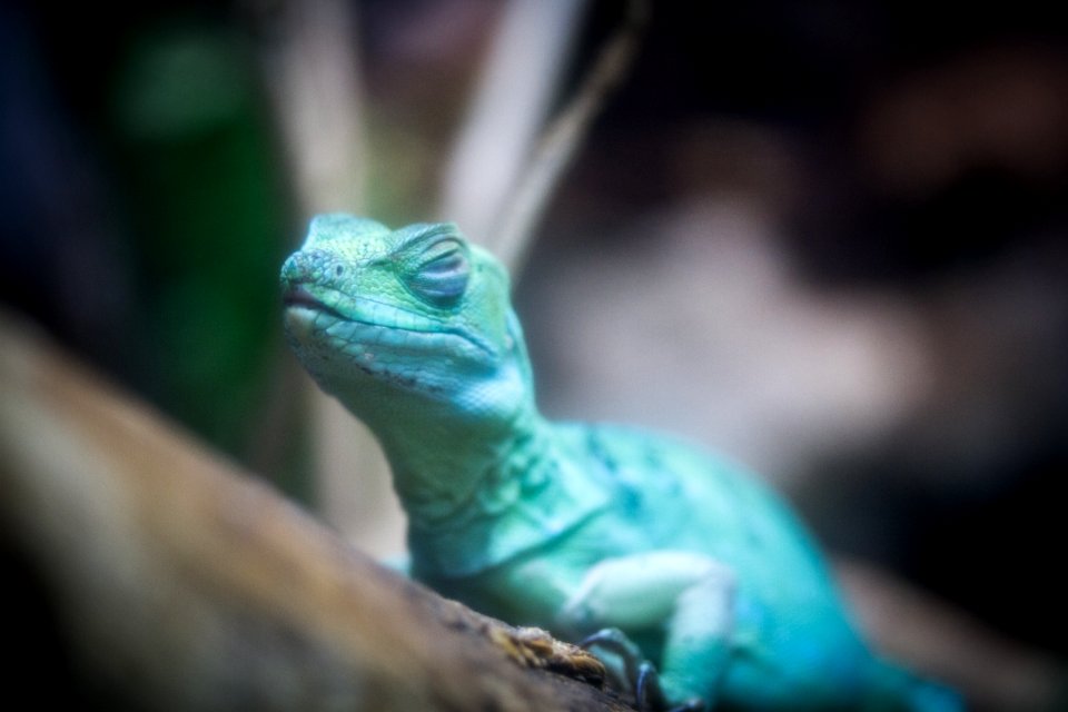 雙脊冠蜥 Green Basilisk
