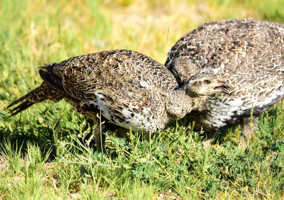 Greater sage-grouse at Seedskadee National Wildlife Refuge