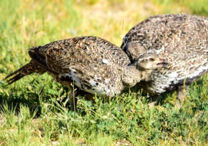 Greater sage-grouse at Seedskadee National Wildlife Refuge