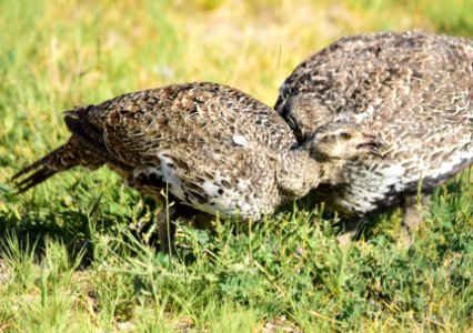 Greater sage-grouse at Seedskadee National Wildlife Refuge photo