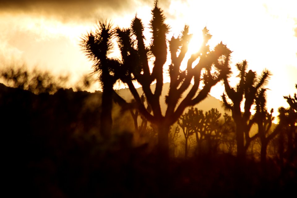 Joshua Tree sunrise #1