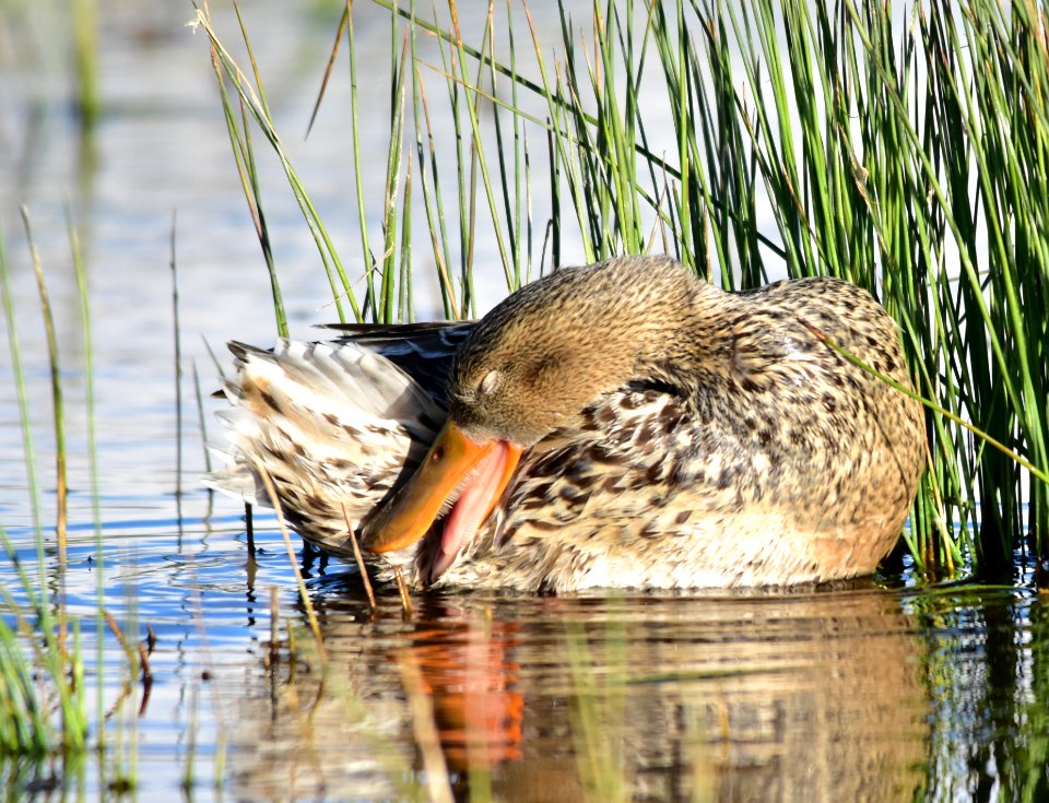 Northern shoveler at Seedskadee National Wildlife Refuge