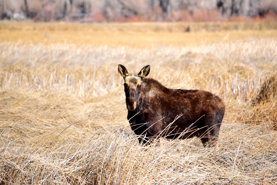 Moose at Seedskadee National Wildlife Refuge