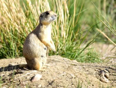 White-tailed prairie dog at Seedskadee National Wildlife Refuge photo