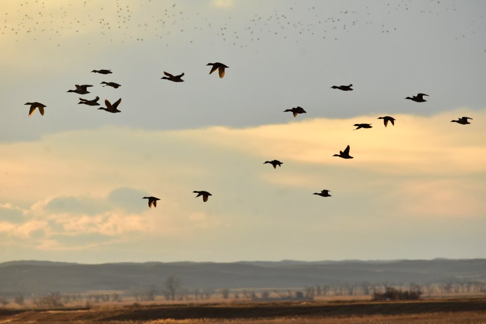 Waterfowl on LaCreek National Wildlife Refuge