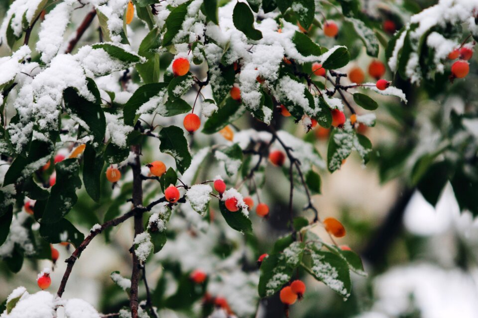 Winter berries festive