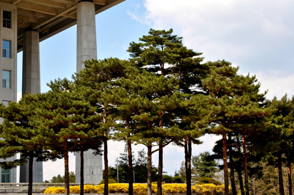 Yeouido Flower Festival
