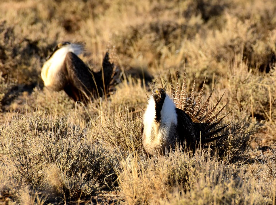 Greater sage-grouse at Seedskadee National Wildlife Refuge