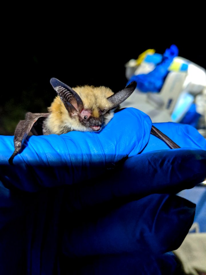 Long Eared Myotis posing