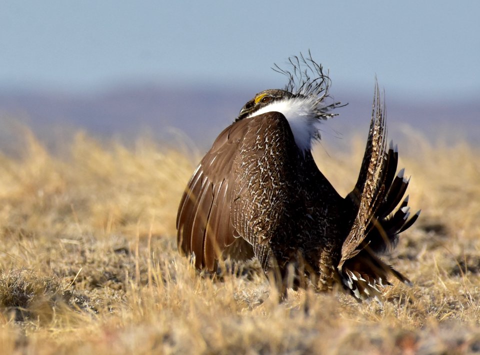 Greater sage-grouse near Seedskadee National Wildlife Refuge