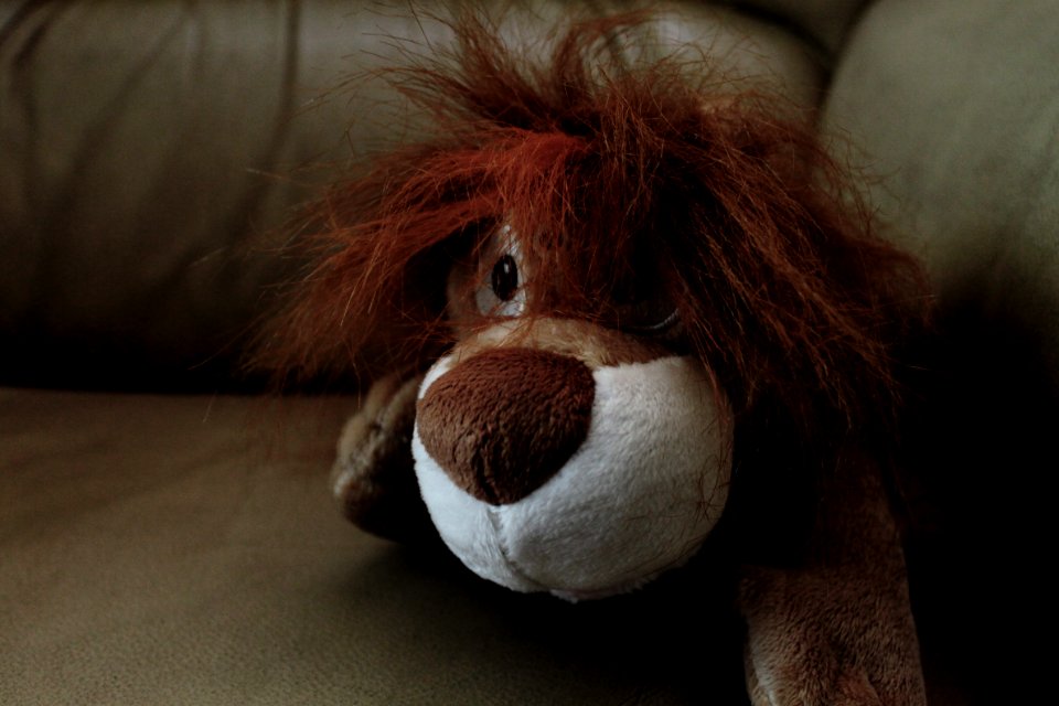 Laughing lion