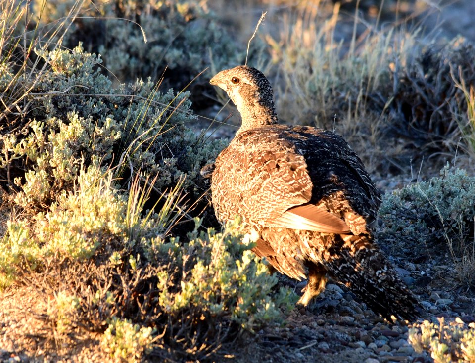 Greater sage-grouse at Seedskadee National Wildlife Refge