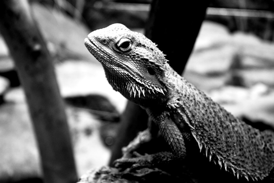 Central bearded dragon