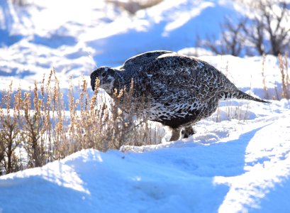 Greater sage-grouse at Seedskadee National Wildlife Refuge
