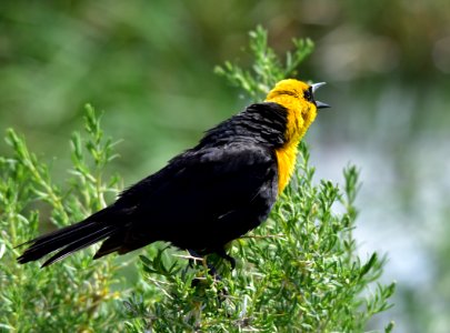 Yellow headed blackbird at Arapaho National Wildlife Refuge photo