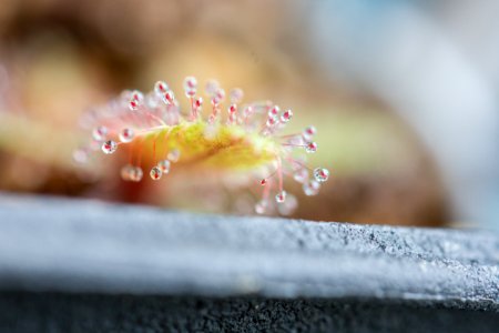 Sundew 毛氈苔