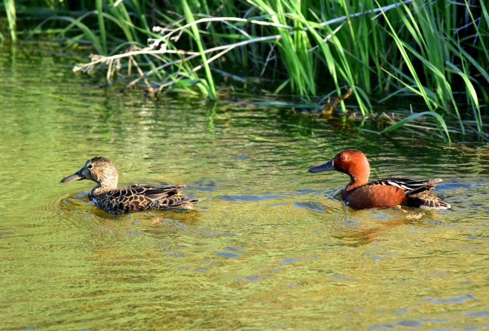 Cinnamon teal at Seedskadee National Wildlife Refuge