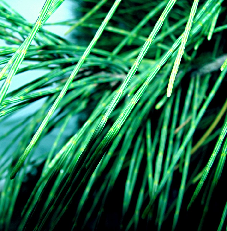Casuarina Leaves