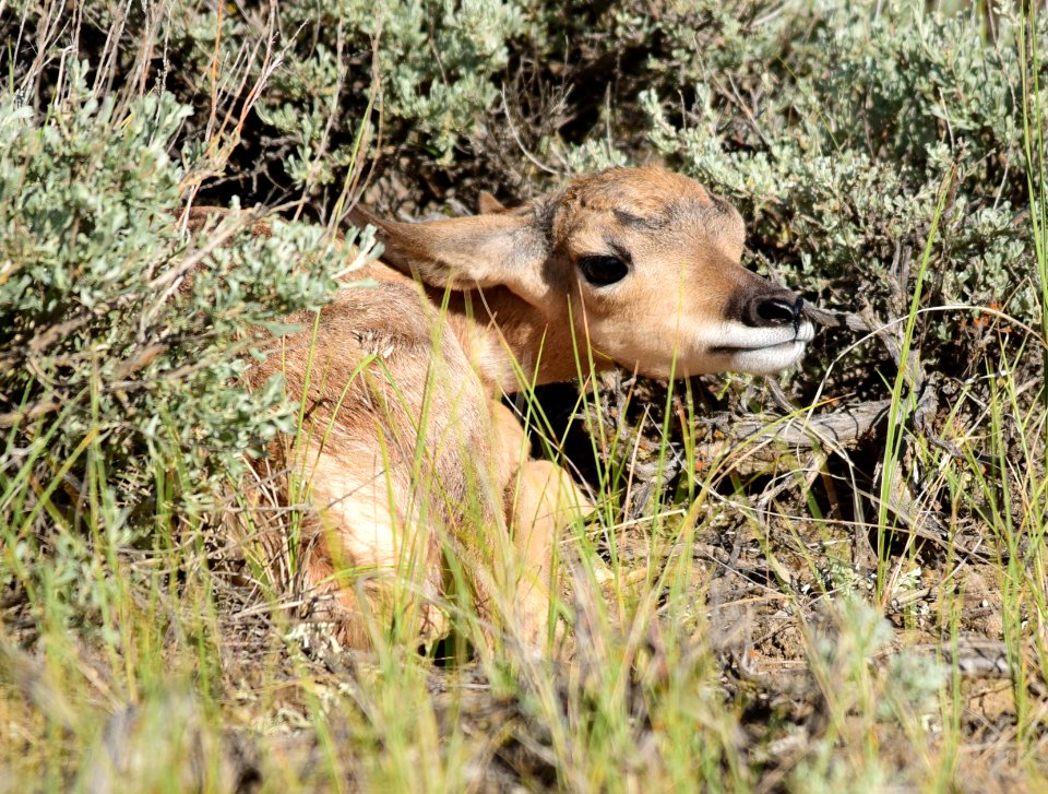 Pronghorn at Seedskadee National Wildlife Refuge