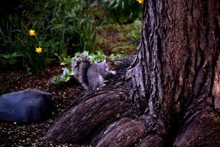 Squirrel, New York City 2018 photo