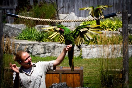 Macaw @ African Lion Safari