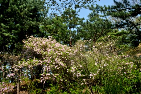 Namsan Park Spring 2016