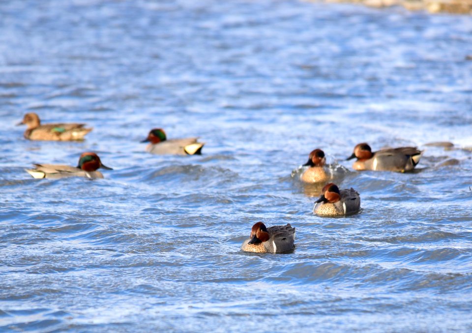 Green-winged teal at Seedskadee National Wildlife Refuge