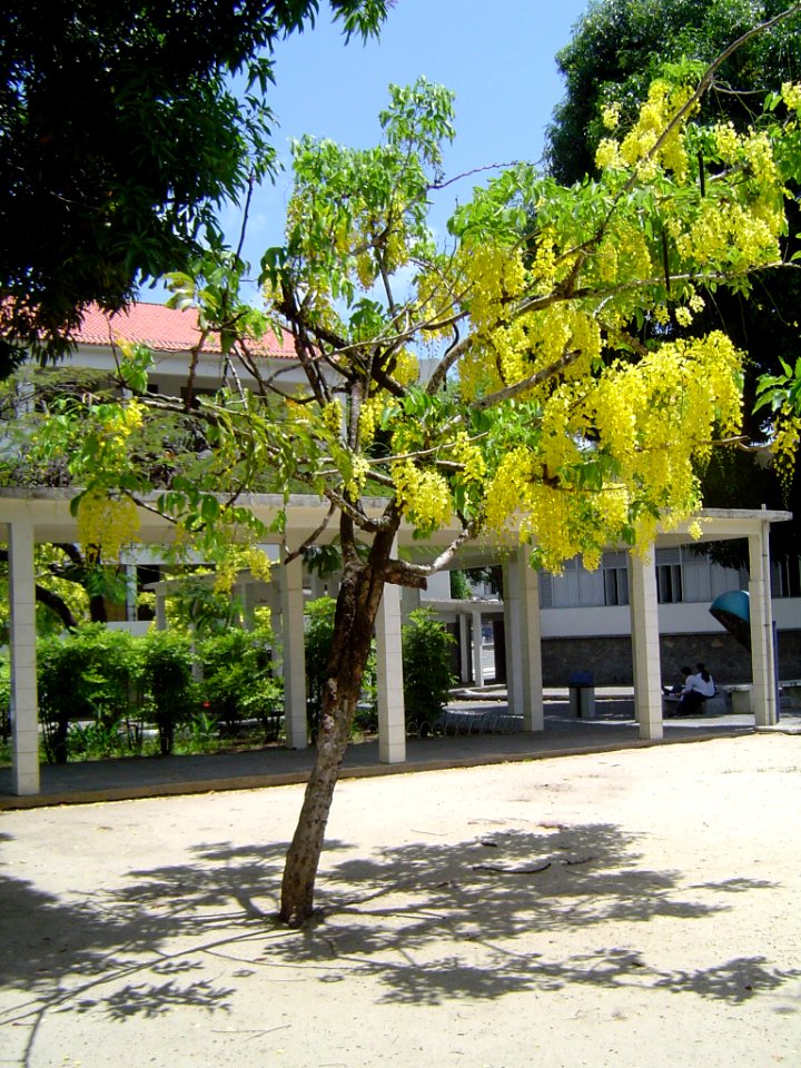 Just a colorful tree