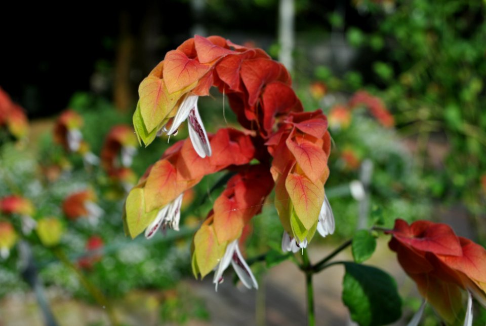 Asan Botanical Garden