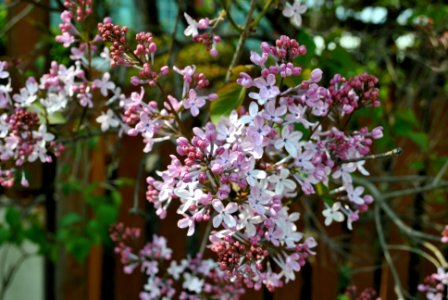 Spring in Korea